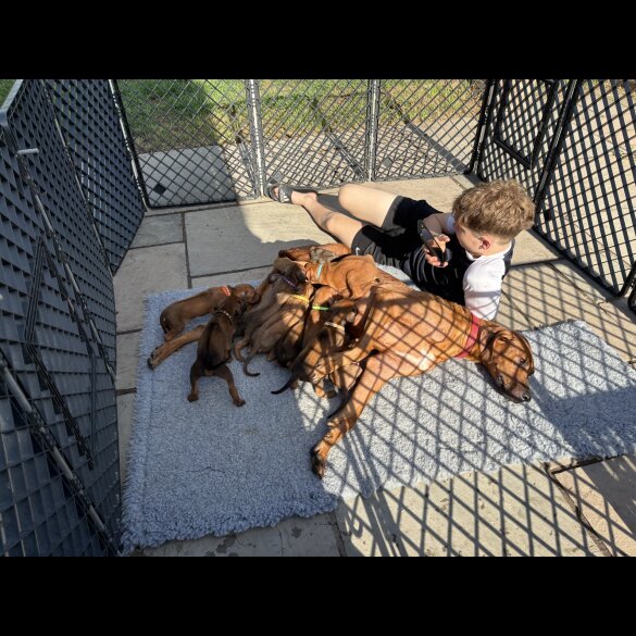 Rhodesian Ridgeback - Both