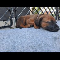 Rhodesian Ridgeback - Both