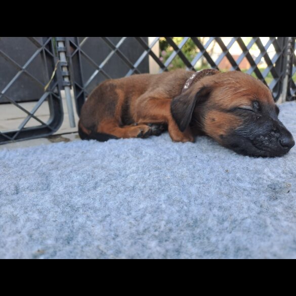 Rhodesian Ridgeback - Both