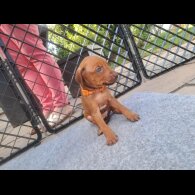 Rhodesian Ridgeback - Both