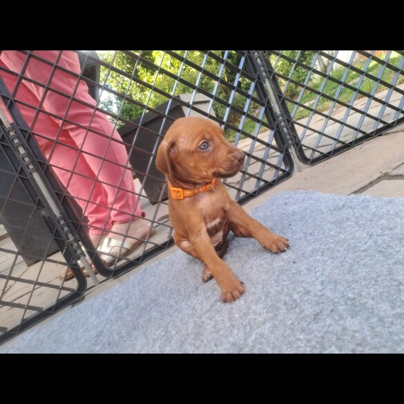 Rhodesian Ridgeback - Both