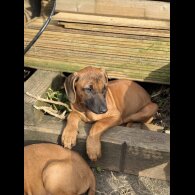 Rhodesian Ridgeback - Both