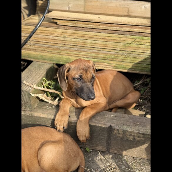 Rhodesian Ridgeback - Both