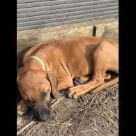 Rhodesian Ridgeback - Both