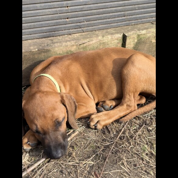 Rhodesian Ridgeback - Both