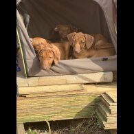 Rhodesian Ridgeback - Both