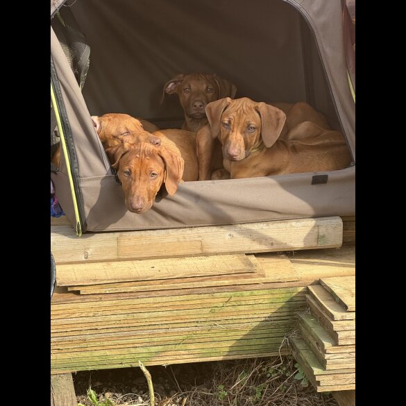 Rhodesian Ridgeback - Both