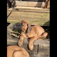 Rhodesian Ridgeback - Both
