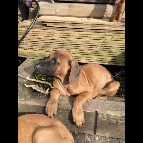 Rhodesian Ridgeback - Both