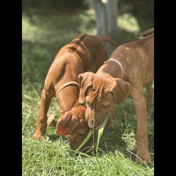 Rhodesian Ridgeback - Both