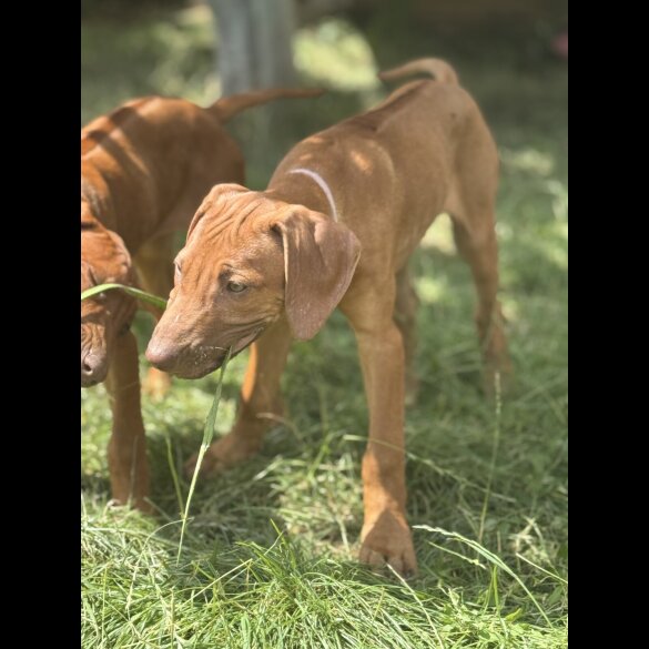 Rhodesian Ridgeback - Both