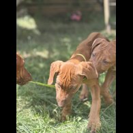Rhodesian Ridgeback - Both