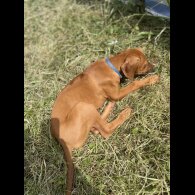 Rhodesian Ridgeback - Both