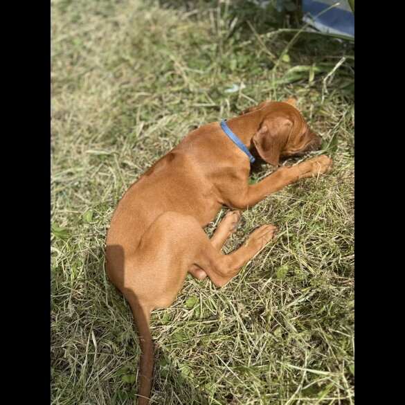 Rhodesian Ridgeback - Both