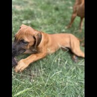 Rhodesian Ridgeback - Both