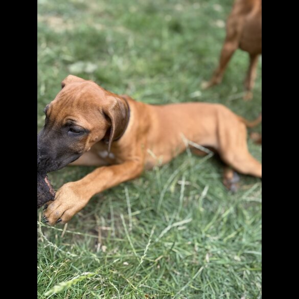 Rhodesian Ridgeback - Both