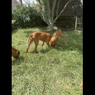 Rhodesian Ridgeback - Both