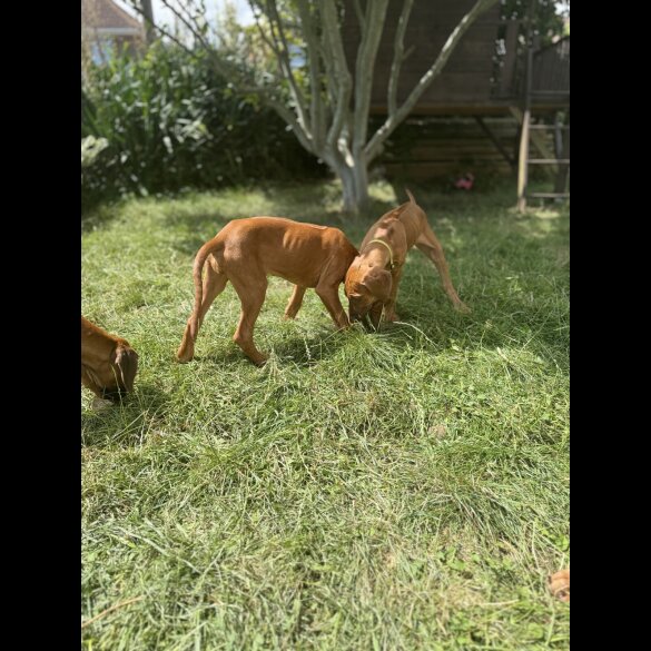 Rhodesian Ridgeback - Both