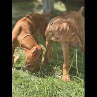 Rhodesian Ridgeback - Both