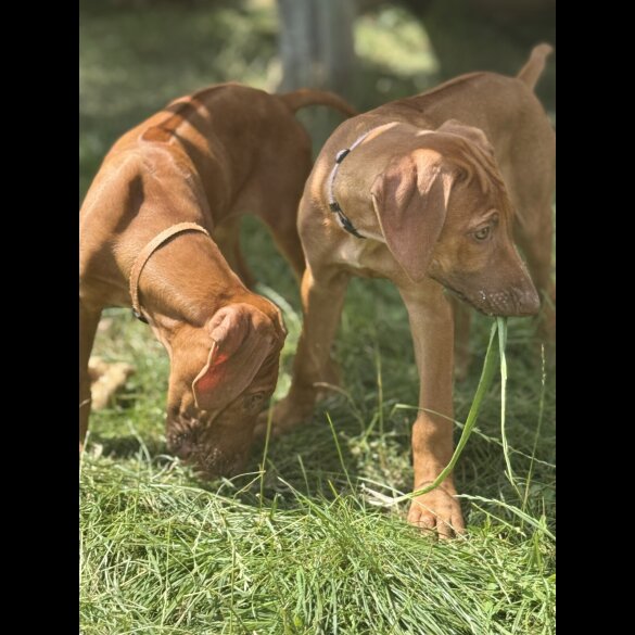 Rhodesian Ridgeback - Both
