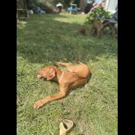 Rhodesian Ridgeback - Both