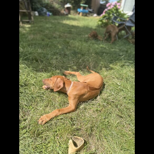 Rhodesian Ridgeback - Both