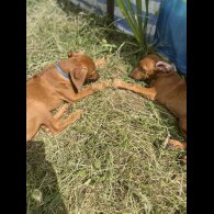 Rhodesian Ridgeback - Both
