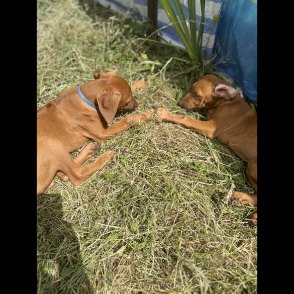 Rhodesian Ridgeback - Both