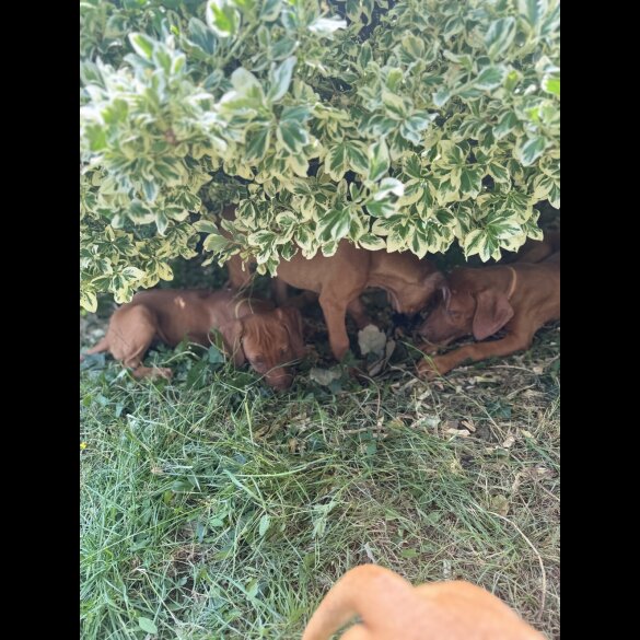 Rhodesian Ridgeback - Both