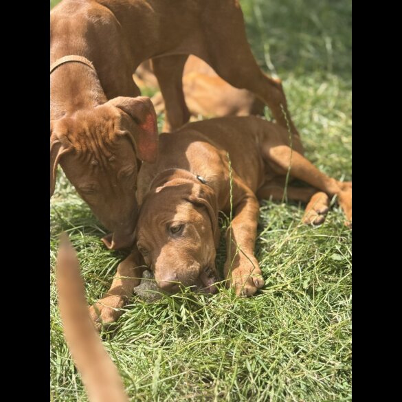 Rhodesian Ridgeback - Both