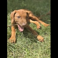 Rhodesian Ridgeback - Both