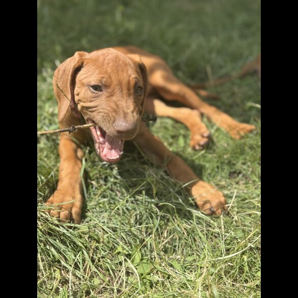 Rhodesian Ridgeback - Both