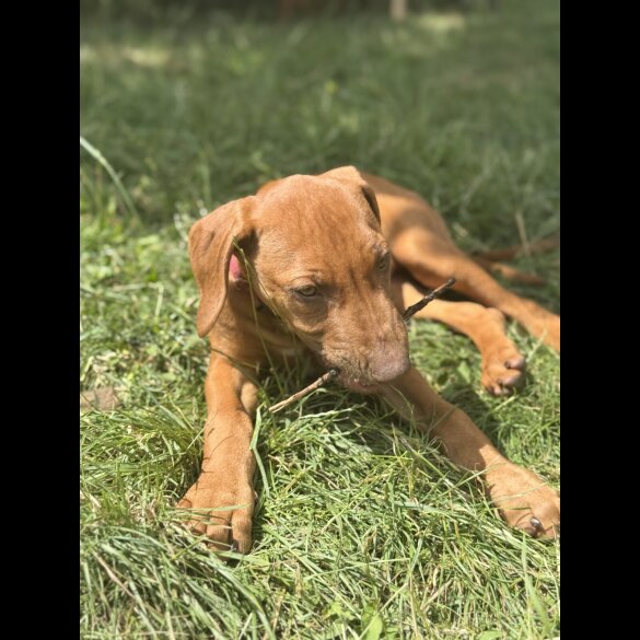 Rhodesian Ridgeback - Both