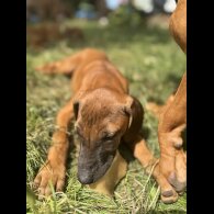 Rhodesian Ridgeback - Both