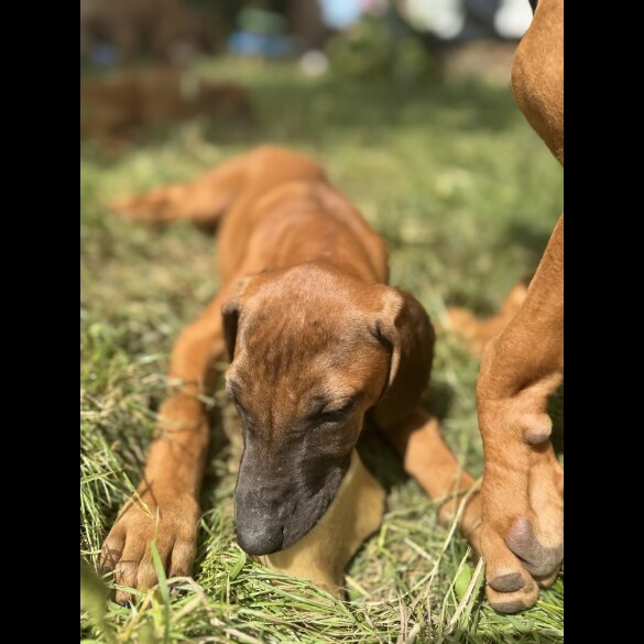 Rhodesian Ridgeback - Both