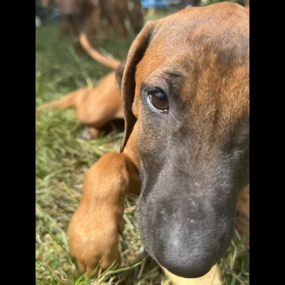 Rhodesian Ridgeback - Both