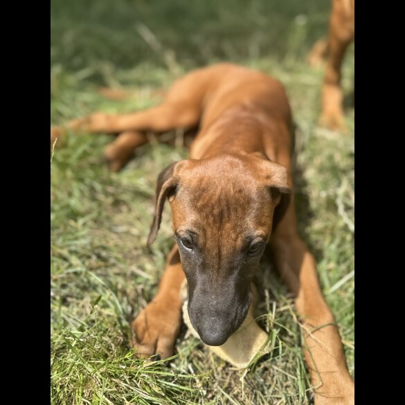 Rhodesian Ridgeback - Both