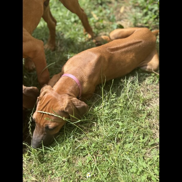 Rhodesian Ridgeback - Both