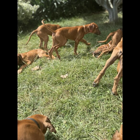 Rhodesian Ridgeback - Both