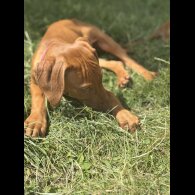 Rhodesian Ridgeback - Both