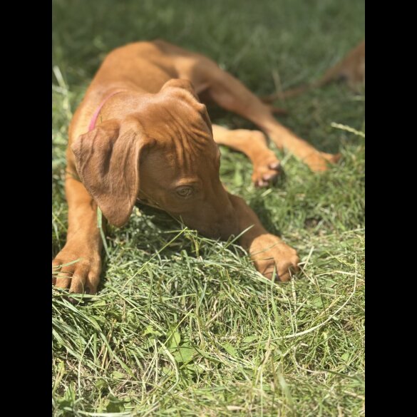 Rhodesian Ridgeback - Both