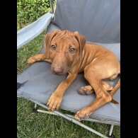 Rhodesian Ridgeback - Both