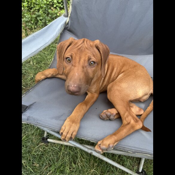Rhodesian Ridgeback - Both