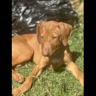 Rhodesian Ridgeback - Both