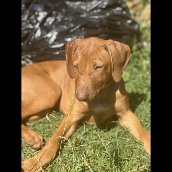 Rhodesian Ridgeback - Both
