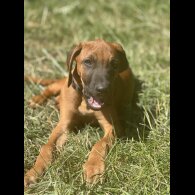 Rhodesian Ridgeback - Both