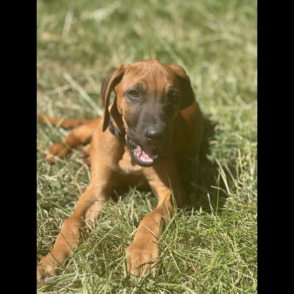 Rhodesian Ridgeback - Both