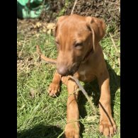Rhodesian Ridgeback - Both