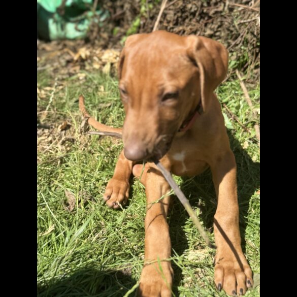 Rhodesian Ridgeback - Both