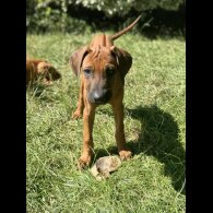 Rhodesian Ridgeback - Both